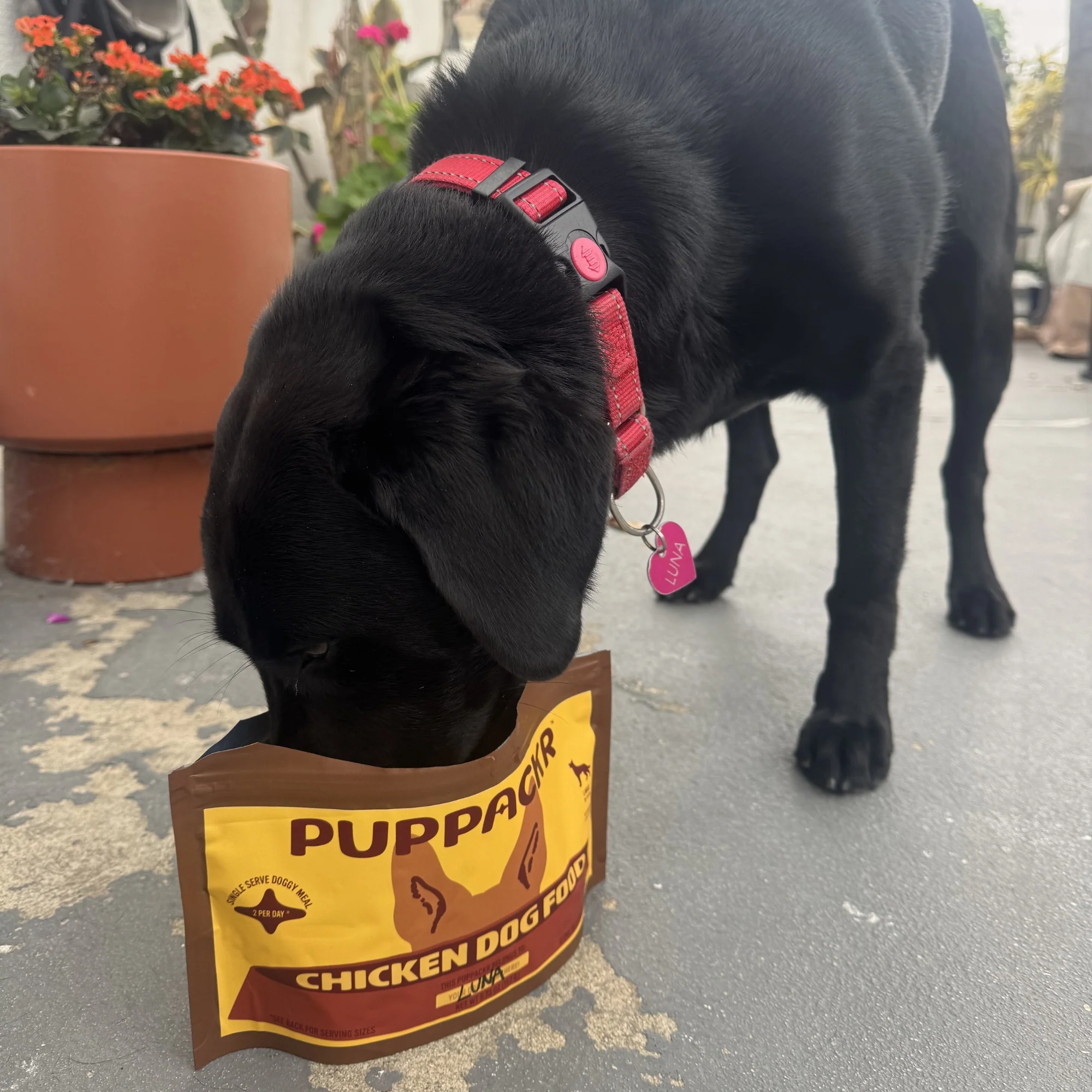 Chicken Dog Food by PUPPACKR - Image 6